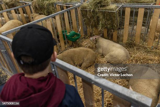 Enfant observant un mouton au Salon de l'Agriculture le 25 février 2023 à Paris.