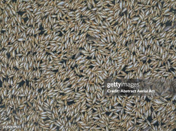 drone image looking down on dead fish floating on the darling-baaka river near the outback town of menindee, new south wales, australia - dead fish stock pictures, royalty-free photos & images