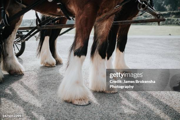 shire horse hooves - zugpferd stock-fotos und bilder