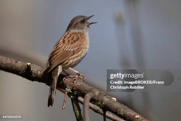 dunnock (prunella modularis) singing male, thuringia, germany - prunellidae stock pictures, royalty-free photos & images