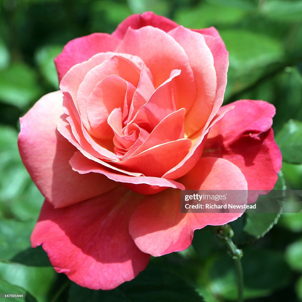 English rose