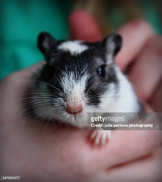 gerbil in hand - gerbil stock pictures, royalty-free photos & images
