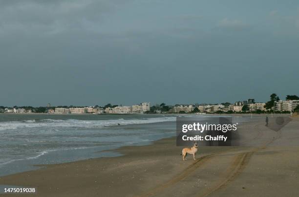 daily life in la baule,brittany - saint nazaire stock pictures, royalty-free photos & images