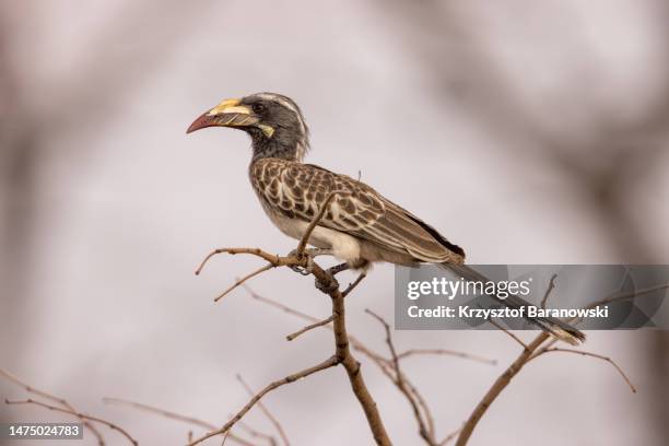african grey hornbill perching, okavango delta - african grey hornbill stock pictures, royalty-free photos & images