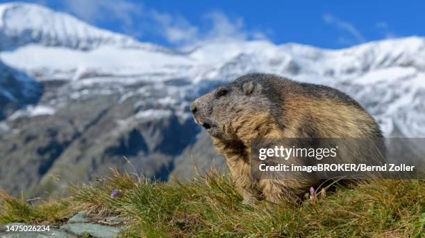 alpine marmot (marmota marmota), in a high mountain landscape, blue sky, hohe tauern national park, austria - alpenmurmeltier stock-fotos und bilder