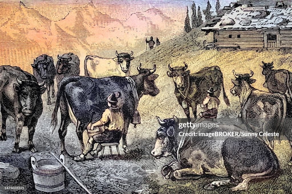 Milking the cows at an alpine hut in Allgaeu, Bavaria, Germany, Historic, digitally restored reproduction from a 19th century original