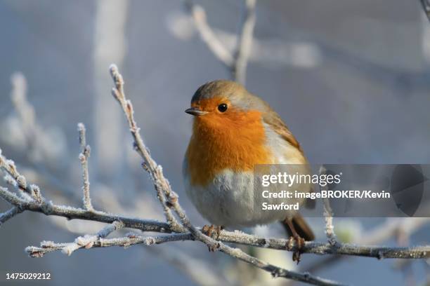 Robins In England 140,698 Robin Uk Stock Photos, High-Res Pictures, and Images - Getty Images