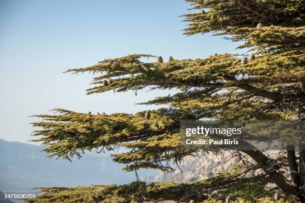 branch with cones of atlas cedar (cedrus atlantica). tannourine ancient cedar forest and mount lebanon - cedro foto e immagini stock