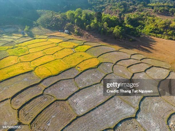 the rice field in dry season in central highland of vietnam - nepal drone stock pictures, royalty-free photos & images