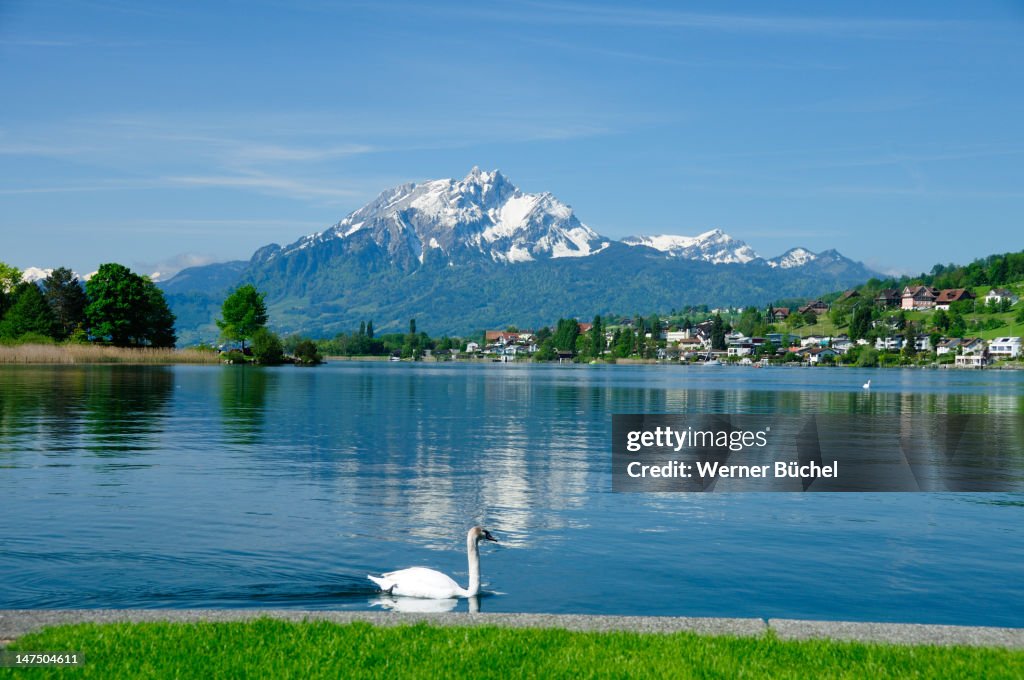 Swan in lake of Lucerne