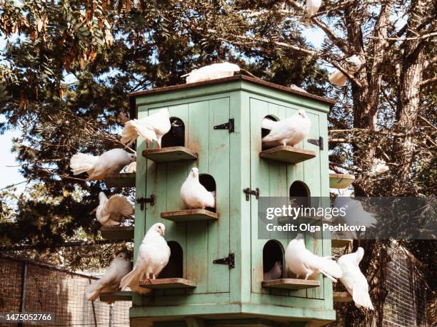 beautiful white doves sit at the entrances to their houses - pigeon nest box stockfoto's en -beelden
