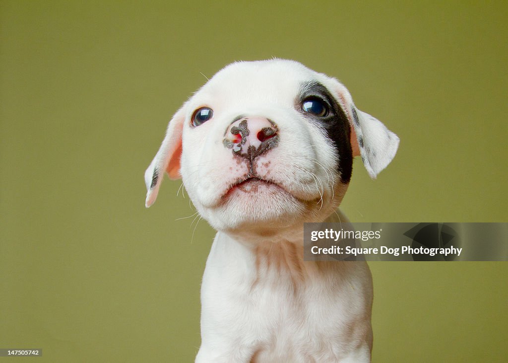 Pit bull puppy