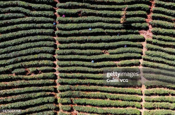 Miao women pick tea leaves at a tea plantation in early spring on March 21, 2023 in Rongshui Miao Autonomous County, Liuzhou City, Guangxi Zhuang...