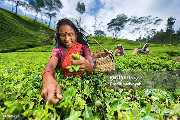 tamil musiker plucking teeblätter auf plantation - woman in red sari stock-fotos und bilder