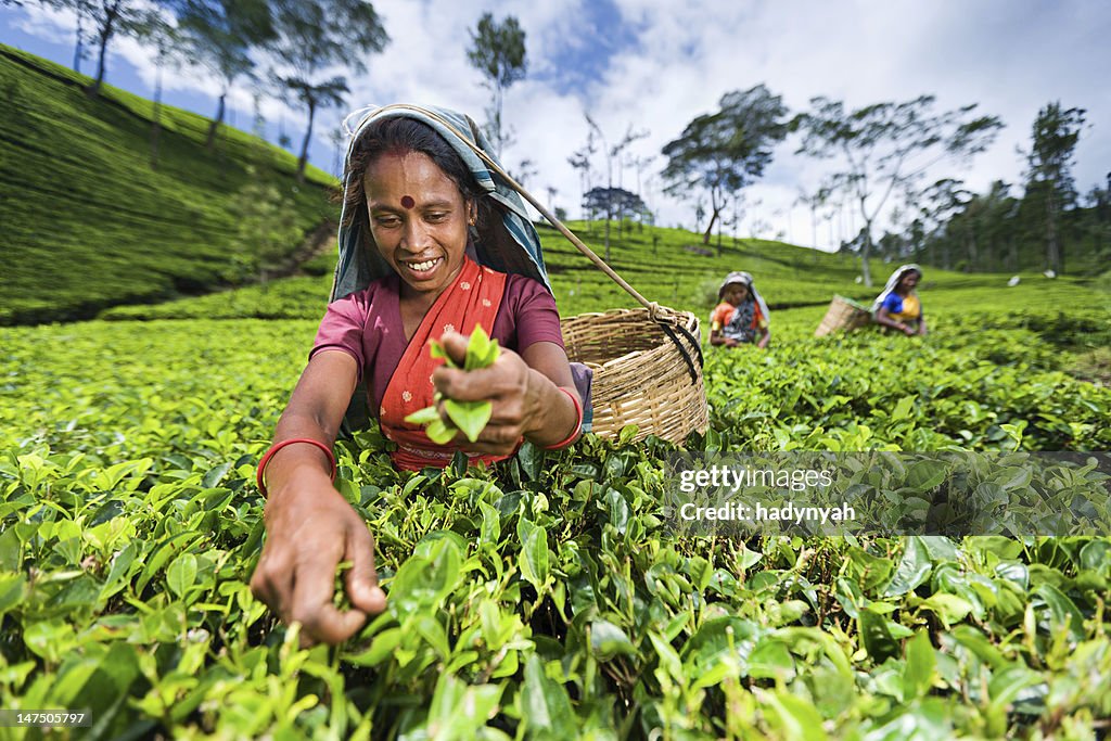 Tamil pickers plucking tea leaves on plantation