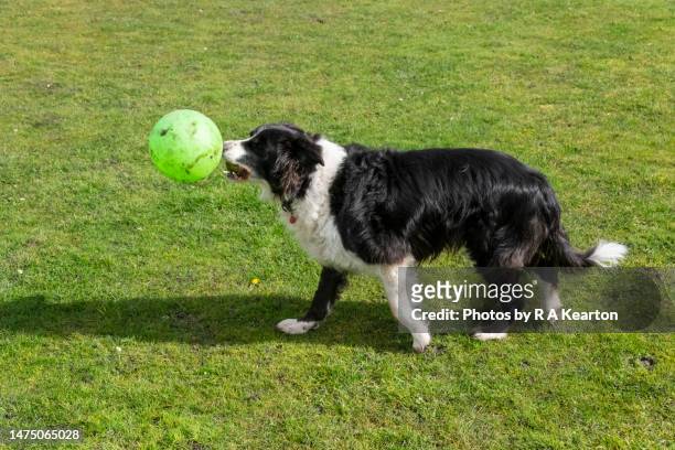 border collie playing with a green football outdoors - geköpft stock-fotos und bilder