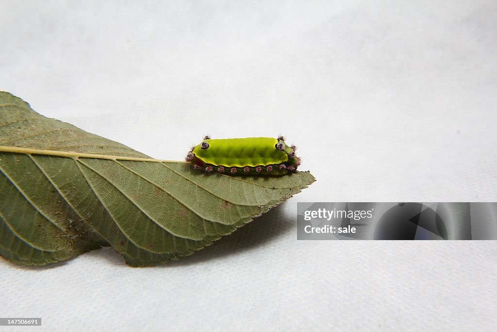 Taturana caterpillar