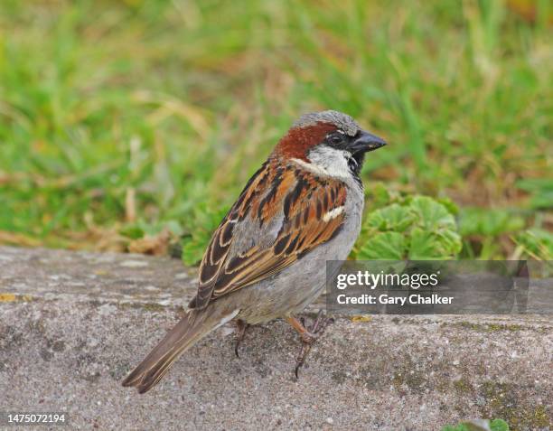 house sparrow [passer domesticus] - gorrión común fotografías e imágenes de stock