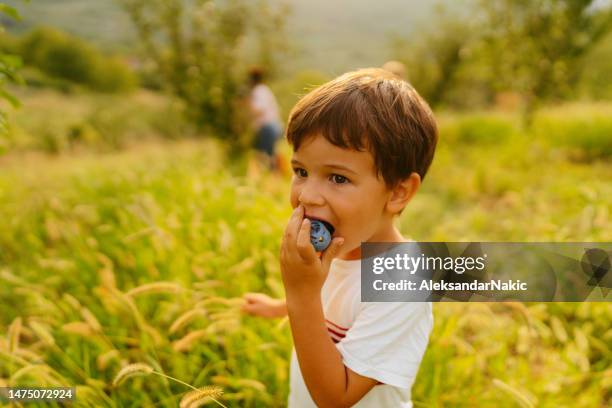 little boy eating a plum - pomar imagens e fotografias de stock