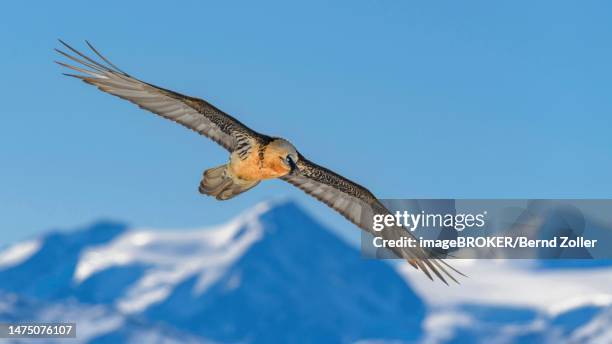 bearded vulture (gypaetus barbatus), in flight over a high mountain landscape, valais, switzerland - bearded vulture stock pictures, royalty-free photos & images