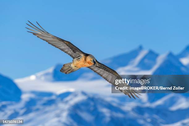 bearded vulture (gypaetus barbatus), in flight over a high mountain landscape, valais, switzerland - bearded vulture fotografías e imágenes de stock