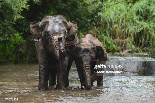 asia elephant and elephant man, elephant handler or mahout taking a bath and cleaning elephants in the stream. - indische olifant stockfoto's en -beelden