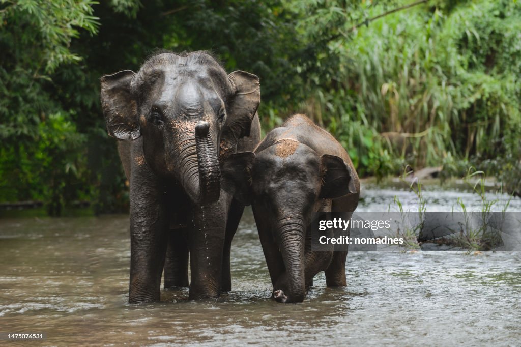 Asia Elephant and Elephant man, Elephant Handler or Mahout taking a bath and cleaning elephants in the stream.