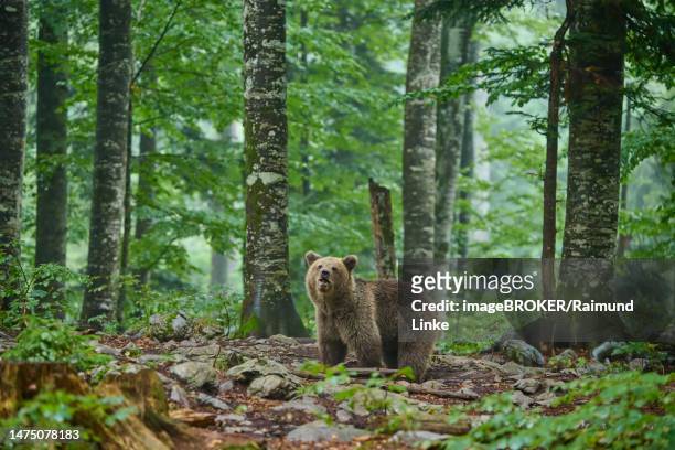european brown bear (ursus arctos), alert, forest, summer, slovenia - brown bear stock pictures, royalty-free photos & images