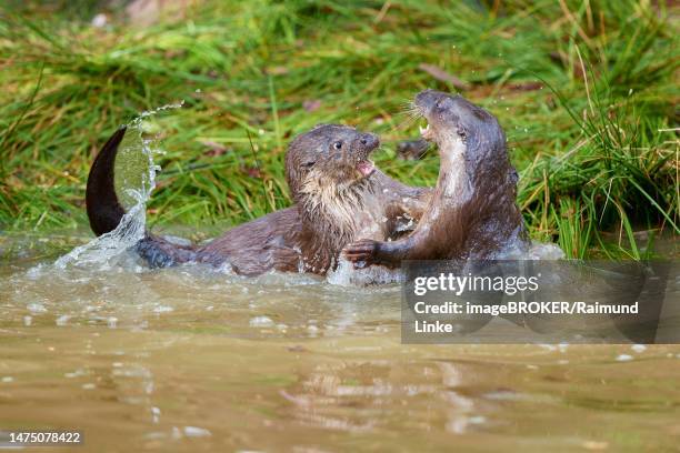 european otter (lutra lutra), adult, two animals playing in the water, captive, germany - europäischer fischotter stock-fotos und bilder