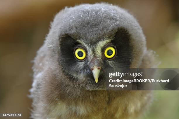 tengmalm's owl (aegolius funereus), young bird looking attentively, animal portrait, rothaargebirge, rothaarsteig, north rhine-westphalia, germany - animal face stock-fotos und bilder