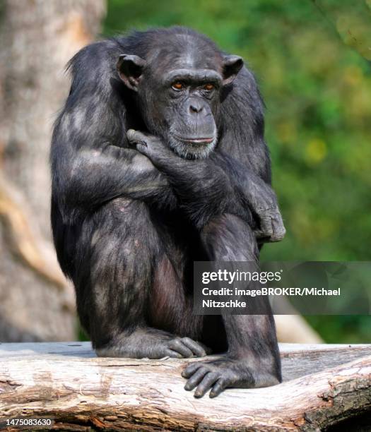 western chimpanzee (pan troglodytes verus), adult, female, pensive, captive, germany - western chimpanzee stock pictures, royalty-free photos & images