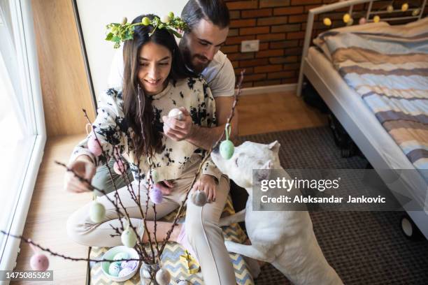 ein glückliches paar mit seinem hund schmückt sein zuhause zu ostern - dog easter stock-fotos und bilder