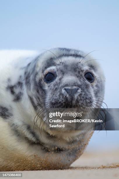 grey (halichoerus grypus) seal juvenile pup resting on a beach, norfolk, england, united kingdom - grey seal stock pictures, royalty-free photos & images