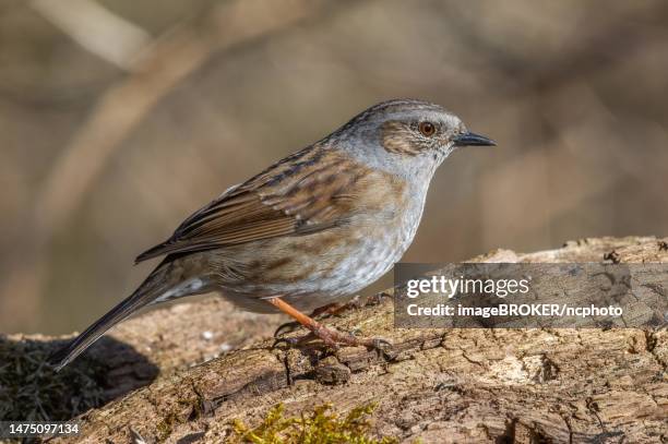 dunnock (prunella modularis) sitting on a branch in the forest in the winter months. alsace, france - prunellidae stock pictures, royalty-free photos & images