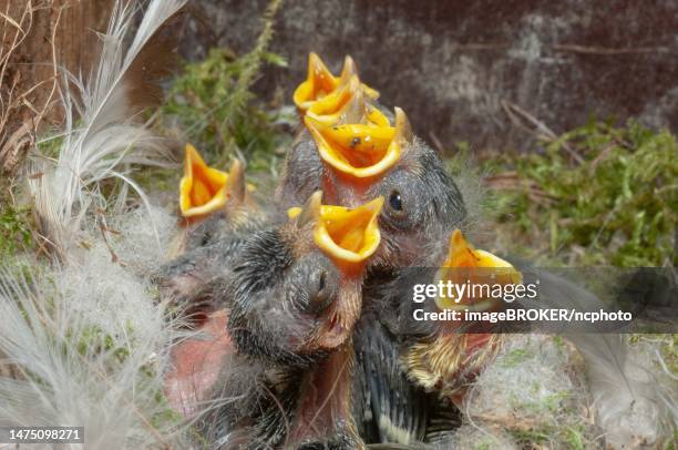 blue tit (parus caeruleus) crying chicks with open beaks to call their parents. alsace, france - bluetit stock pictures, royalty-free photos & images