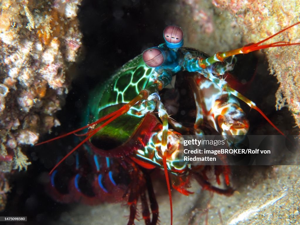 Peacock mantis shrimp (Odontodactylus scyllarus), Sodwana Bay National Park dive site, Maputaland Marine Reserve, KwaZulu Natal, South Africa