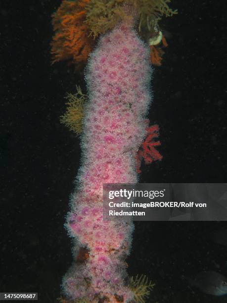 strawberry anemone (corynactis annulata), sea anemone, false bay dive site, cape of good hope, cape town, south africa - cape of good hope stock illustrations