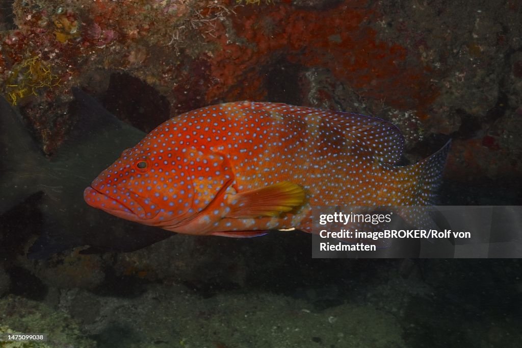 Vermillion seabass (Cephalopholis miniata), Sodwana Bay National Park Dive Site, Maputaland Marine Reserve, KwaZulu Natal, South Africa