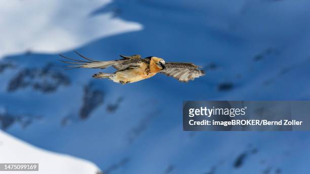 bearded vulture (gypaetus barbatus), flying over a rock and snow landscape, alps, valais, switzerland - bearded vulture stock pictures, royalty-free photos & images