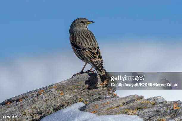 alpine accentor (prunella collaris), on a lichen-covered stone in a snowy landscape, blue sky, valais, switzerland - prunellidae stock pictures, royalty-free photos & images