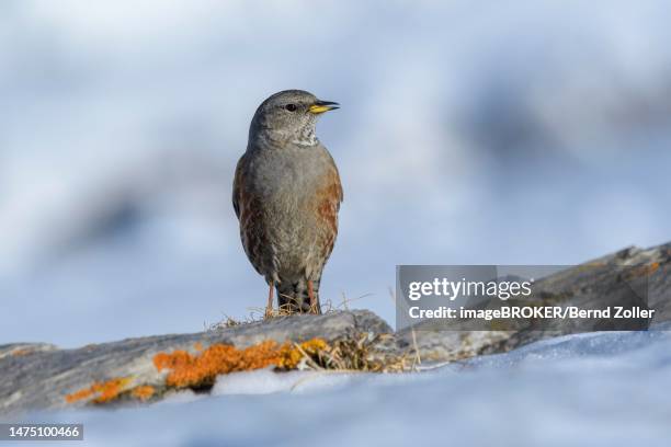 alpine accentor (prunella collaris), on a lichen-covered stone in a snowy landscape, valais, switzerland - prunellidae stock pictures, royalty-free photos & images