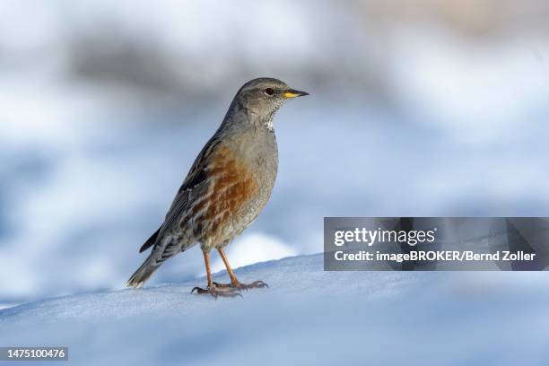 alpine accentor (prunella collaris), on snow, valais, switzerland - prunellidae stock pictures, royalty-free photos & images