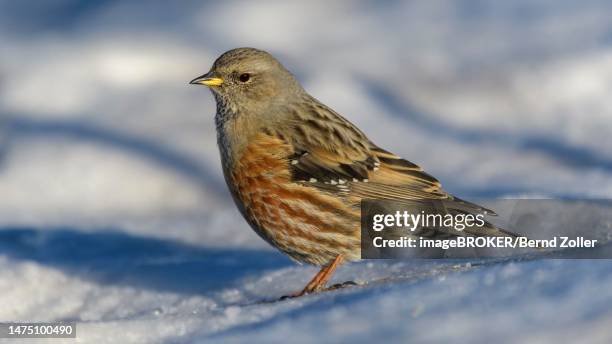 alpine accentor (prunella collaris), on snow, valais, switzerland - prunellidae stock pictures, royalty-free photos & images