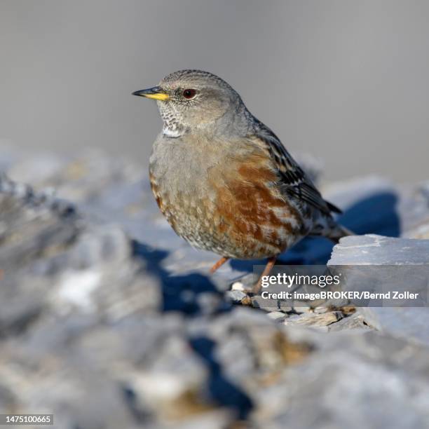 alpine accentor (prunella collaris), on rock, valais, switzerland - prunellidae stock pictures, royalty-free photos & images