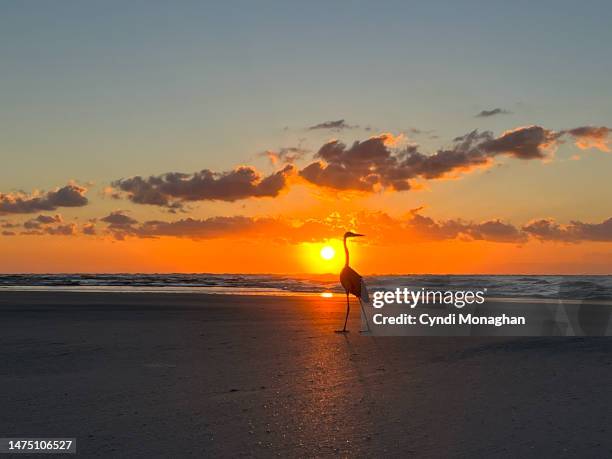 great blue heron silhouetted against a brilliant sunrise. - st augustine florida stock pictures, royalty-free photos & images