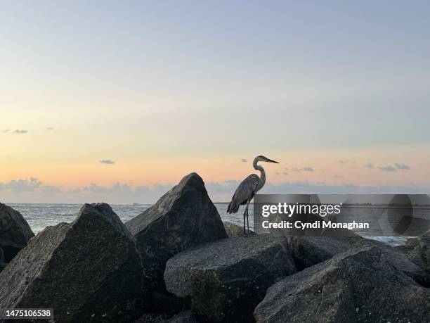 great blue heron standing on jetty rocks at dawn. - st augustine florida fotografías e imágenes de stock