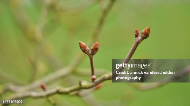 aesculus pavia - bud stock pictures, royalty-free photos & images