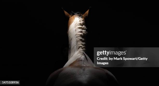 low key black background equestrian photography - horse studio stock pictures, royalty-free photos & images