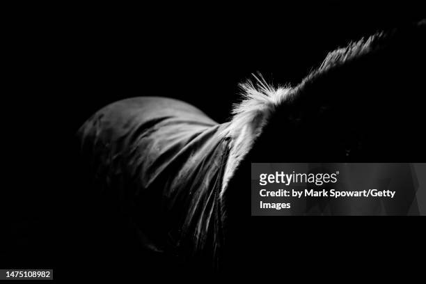 low key black background equestrian photography - horse studio stock-fotos und bilder