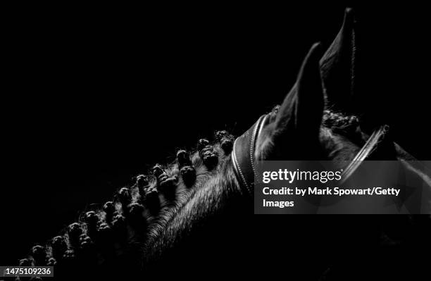 low key black background equestrian photography - horse studio stock-fotos und bilder